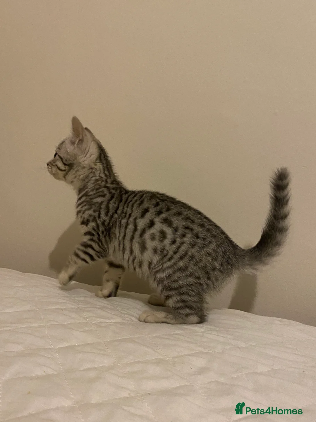 Mixed Breed cats for sale: Ragdol x bengal 2 left  - Advert 3