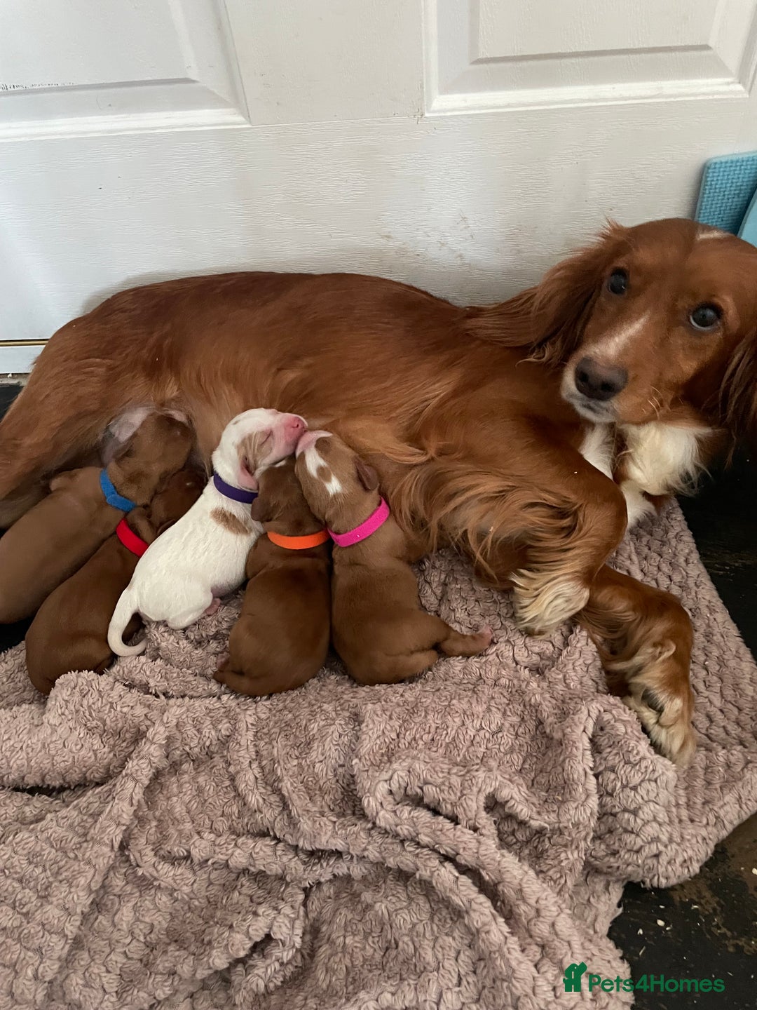 Cocker Spaniel dogs for sale: Cocker spaniel puppies  - Image 1