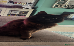 Ragdoll cats for sale: Cat for urgent rehome  - Image 2