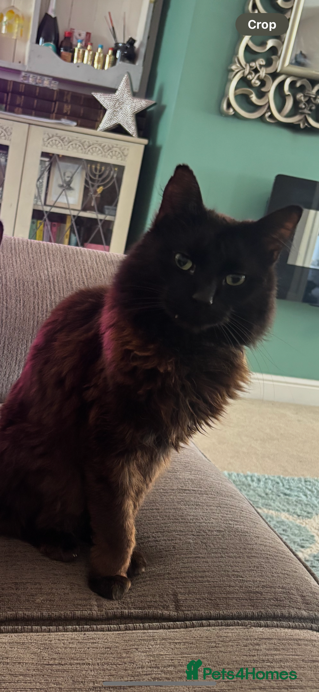 Ragdoll cats for sale: Cat for urgent rehome  - Image 2