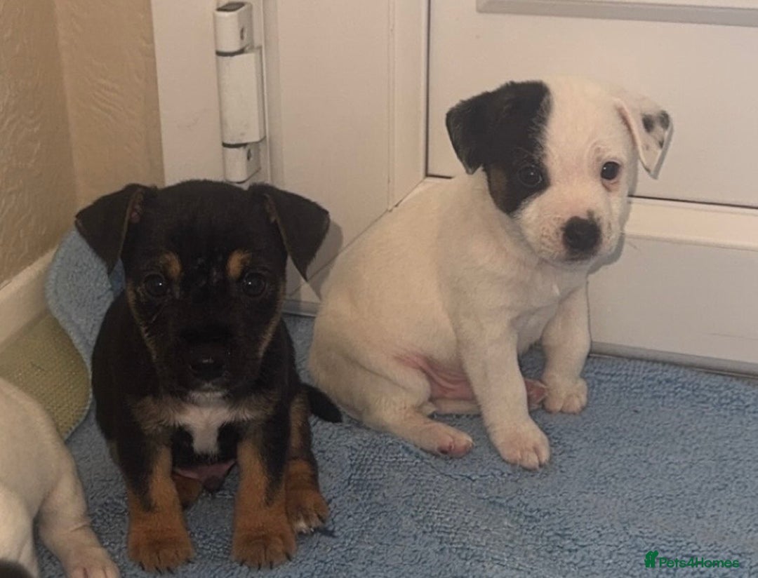 Jack Russell dogs for sale: Minituare short haired jack Russell’s ready now - Advert 9