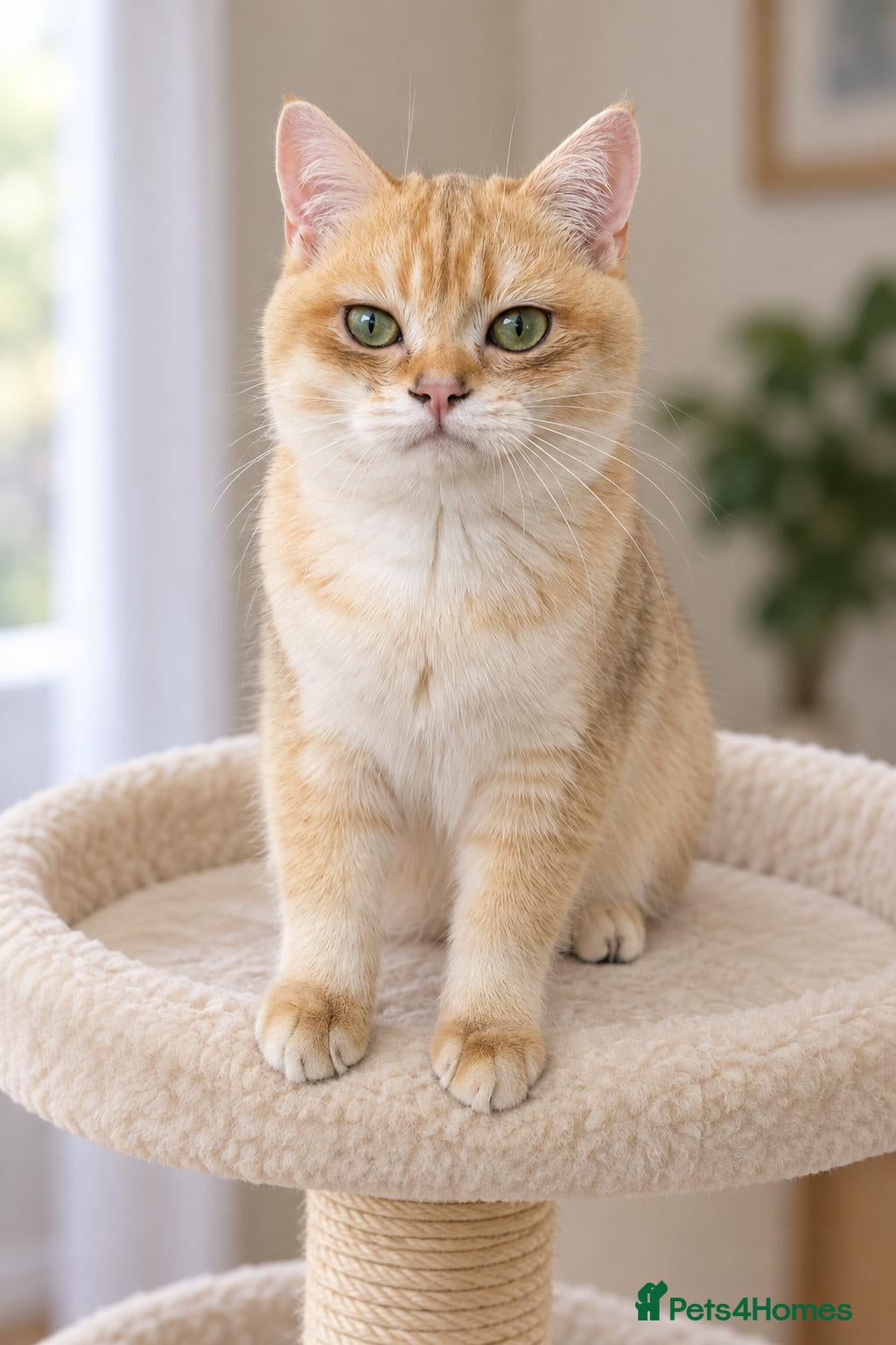 British Shorthair cats TICA Beautiful British Shorthair Kittens - Advert 2
