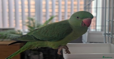Ringnecks birds - Advert 8