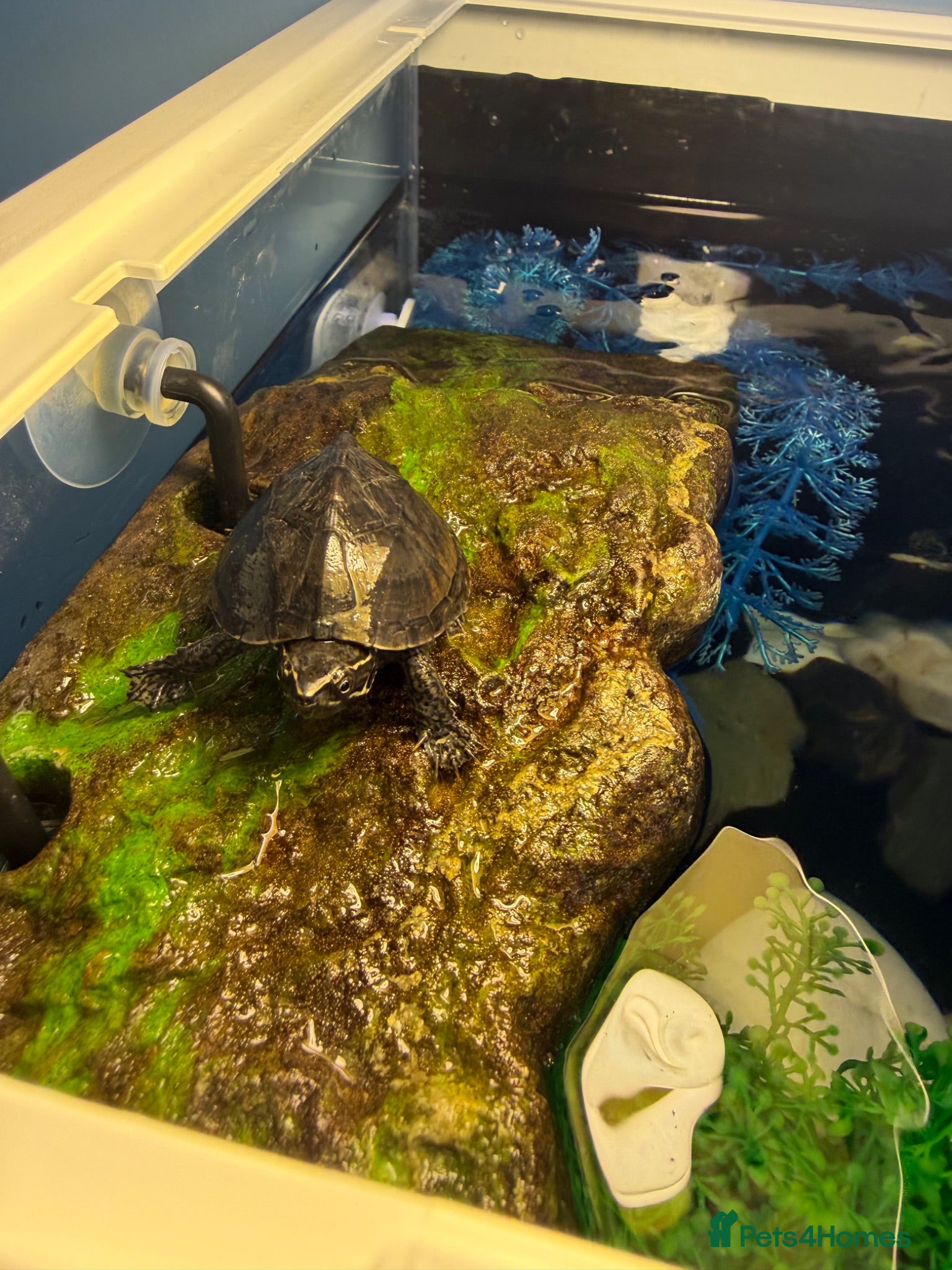 Turtle reptiles Pair of musk turtles  - Advert 1