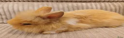 Mixed Breed rabbits for sale: Double Maned Lion Lops in Poulton-le-Fylde - Advert 1