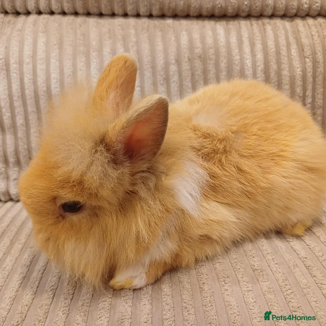 Mixed Breed rabbits for sale: Double Maned Lion Lops in Poulton-le-Fylde - Advert 1