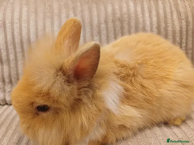 Mixed Breed rabbits for sale: Double Maned Lion Lops - Advert 1