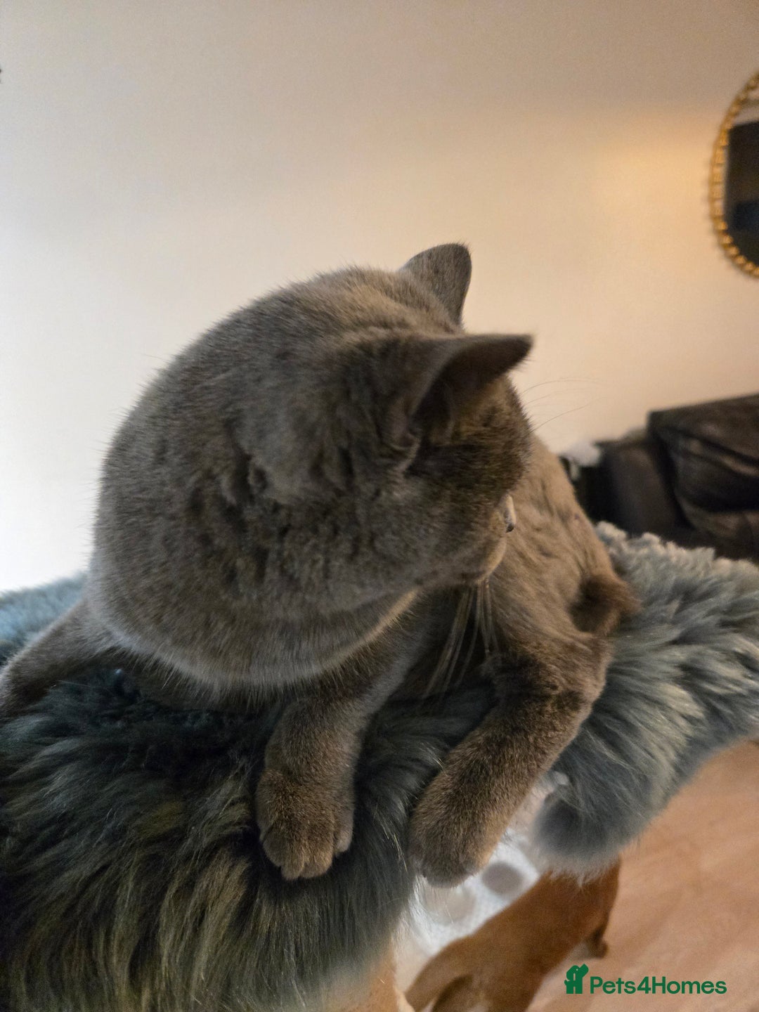 British Shorthair cats for sale: Blue British shorthair 9 months old £400 - Advert 12