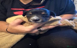 Jack Russell dogs for sale: Purê bred min ature Jack russell puppies - Image 7