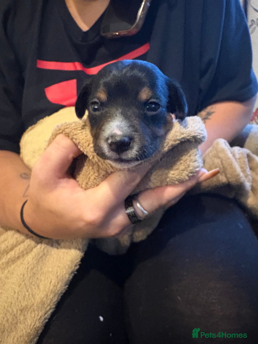 Jack Russell dogs for sale: Purê bred min ature Jack russell puppies - Image 7