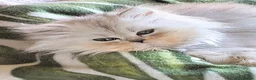 Persian cats for sale: 🍒Loving White Tipped babies - Advert 17
