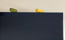 Mixed Breed birds for sale:  🐦 Bonded Pair of Cheeky Kakarikis 🐦 - Image 5