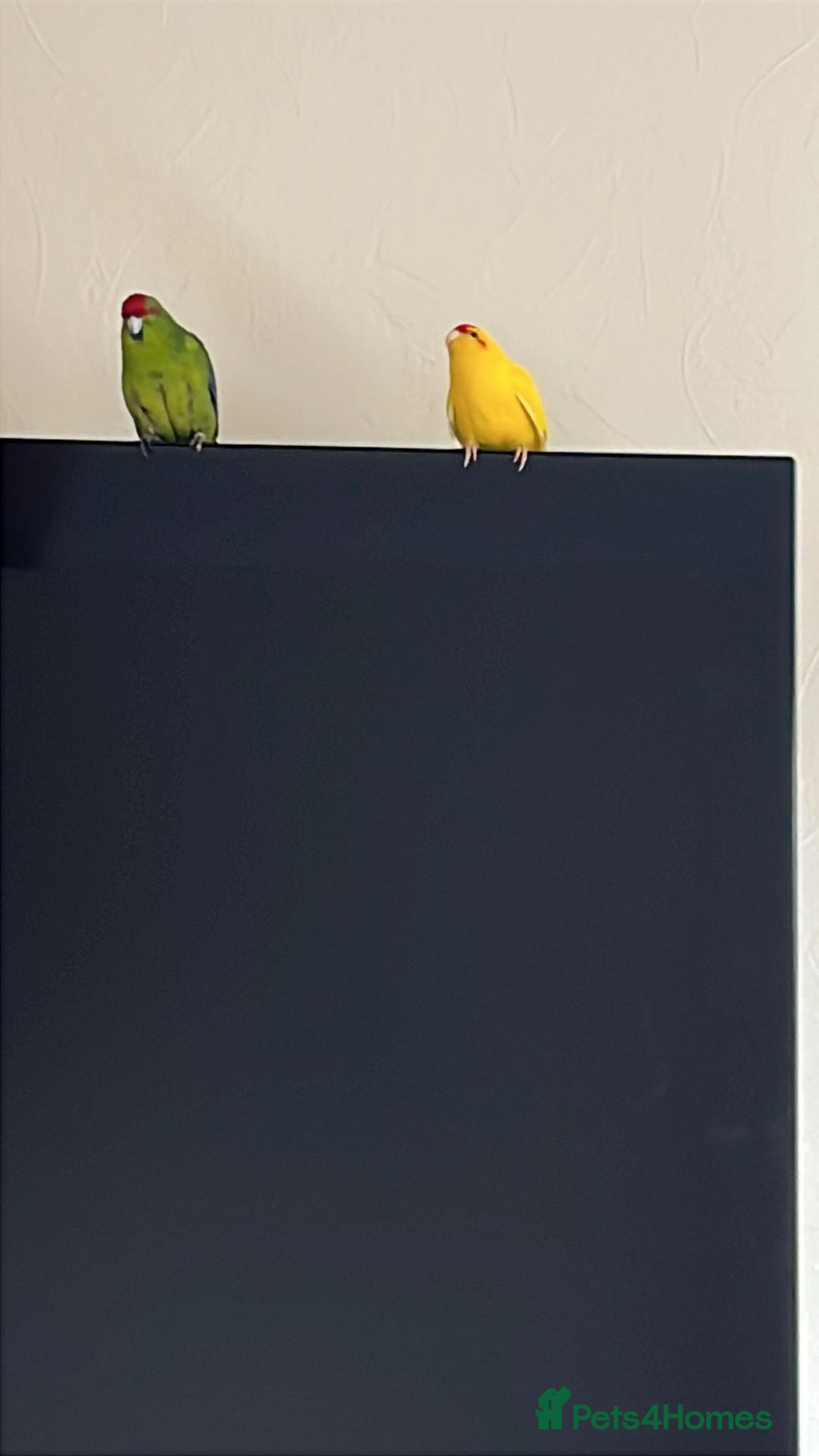 Mixed Breed birds for sale:  🐦 Bonded Pair of Cheeky Kakarikis 🐦 - Image 5