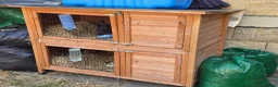 Mixed Breed rabbits for sale: Two brothers still only young - Advert 2