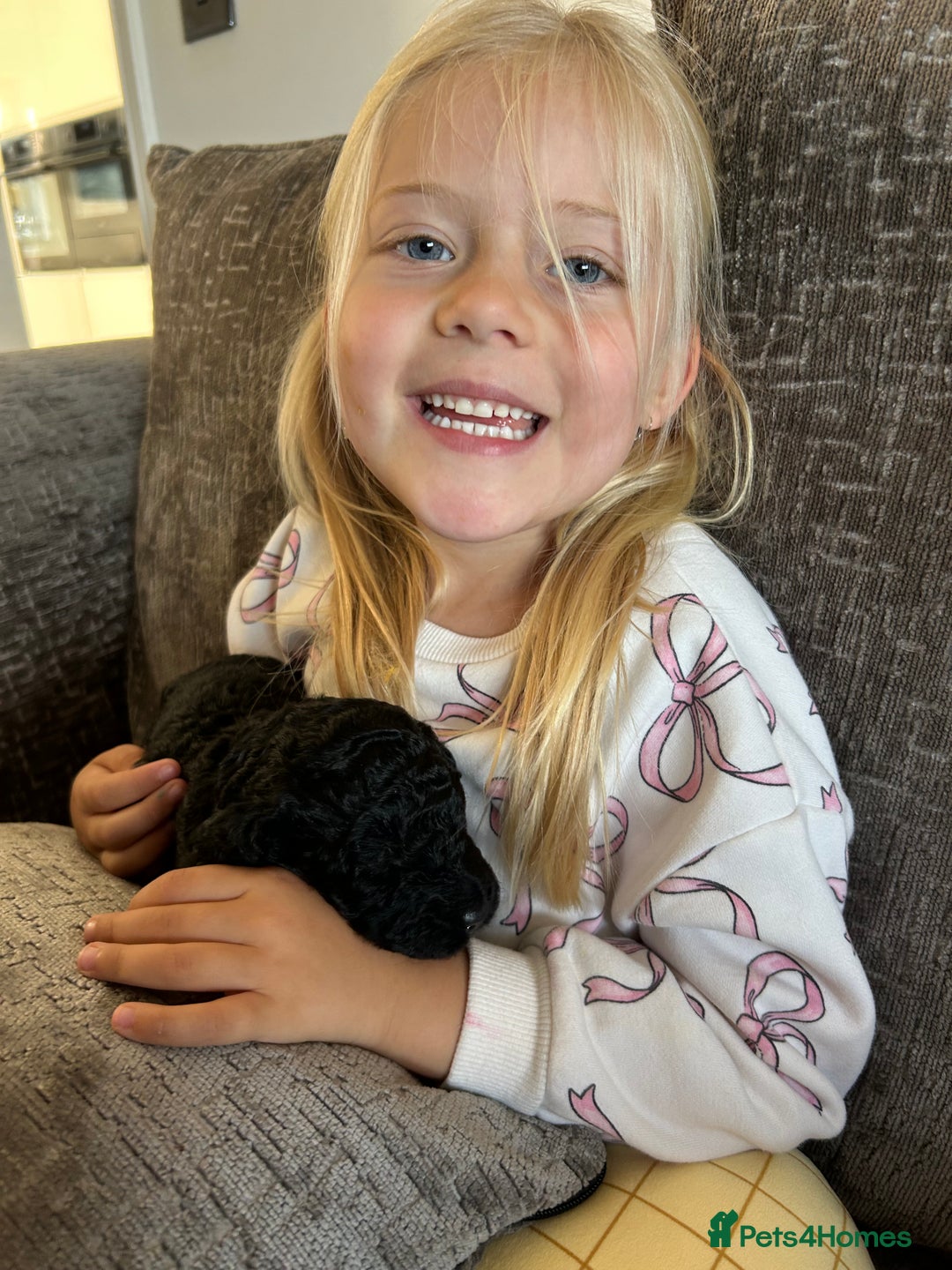 Bernedoodle dogs for sale: HEALTH TESTED DOUBLE DOODLES - Image 12