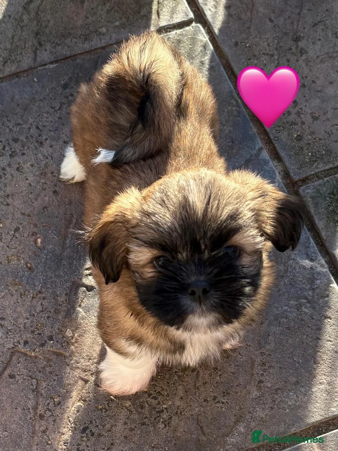 Lhasa Apso dogs for sale: Seven Beautiful RKC reg. Pups GPRA Clear in Wisbech - Advert 6