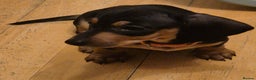 Dachshund dogs for sale: Miniature Dachshund puppies ready for forever home - Advert 4