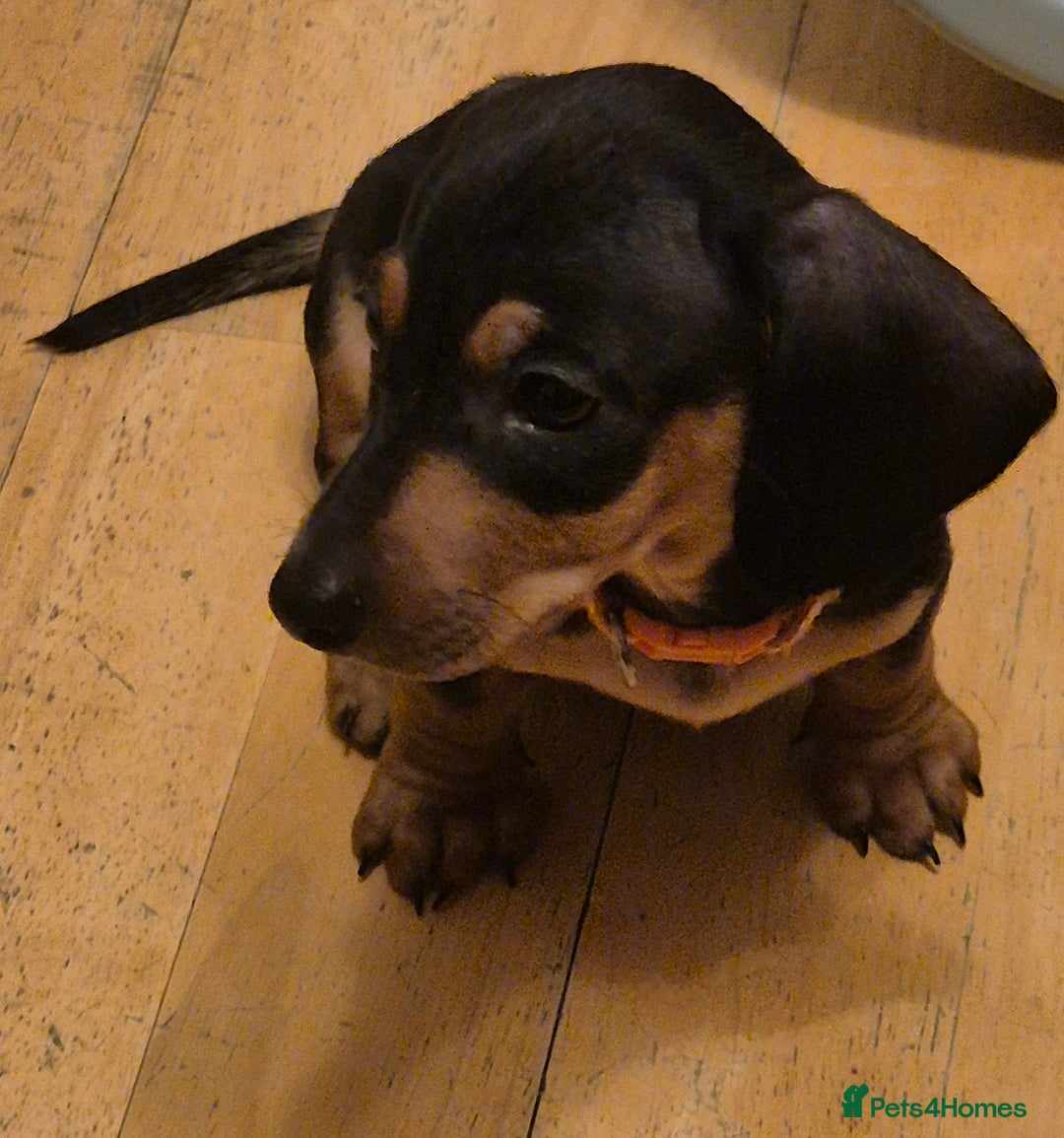 Dachshund dogs for sale: Miniature Dachshund puppies ready for forever home - Advert 4