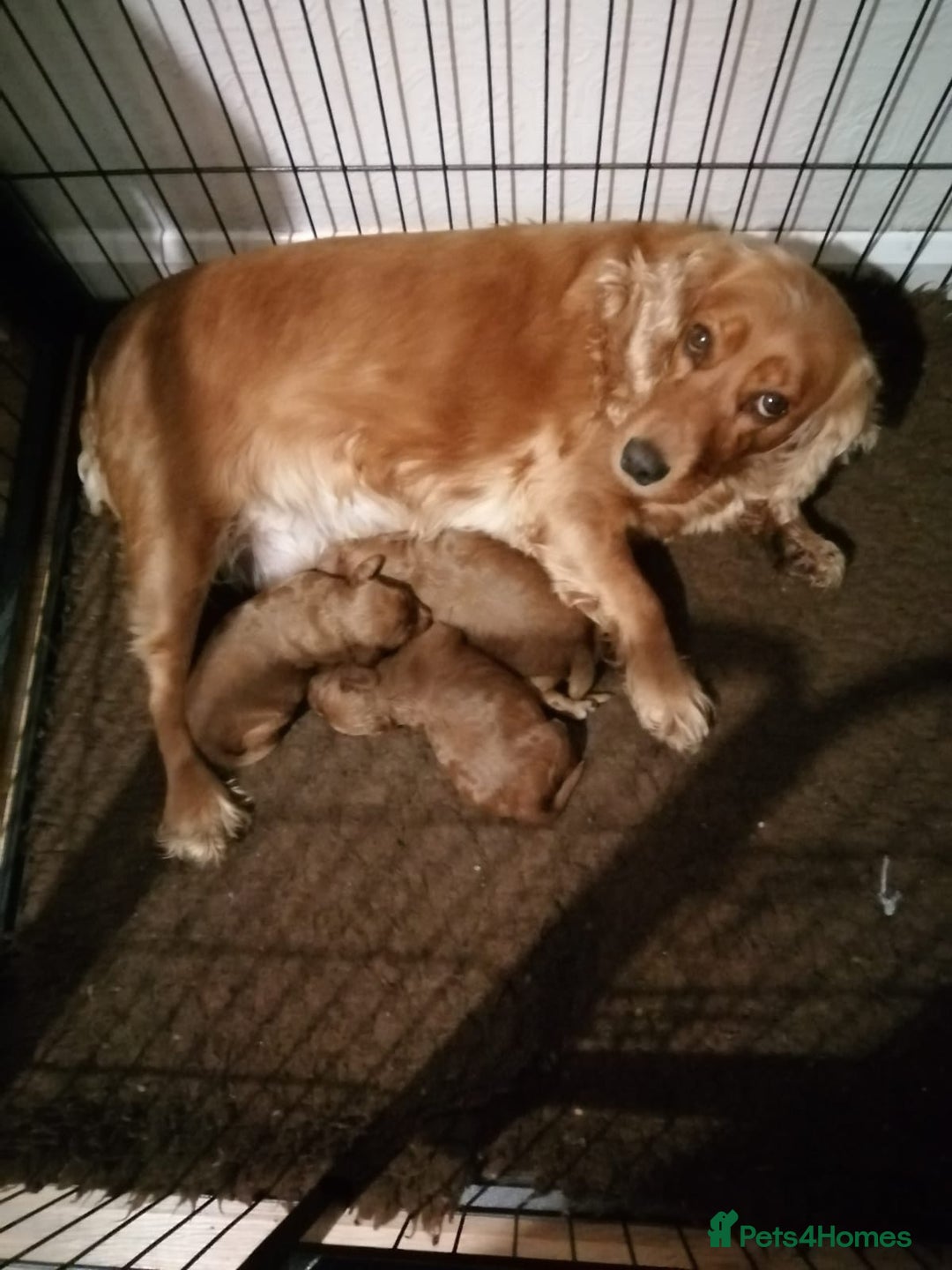 Cockapoo dogs for sale: Last stunning boy cockerpoo - Advert 5