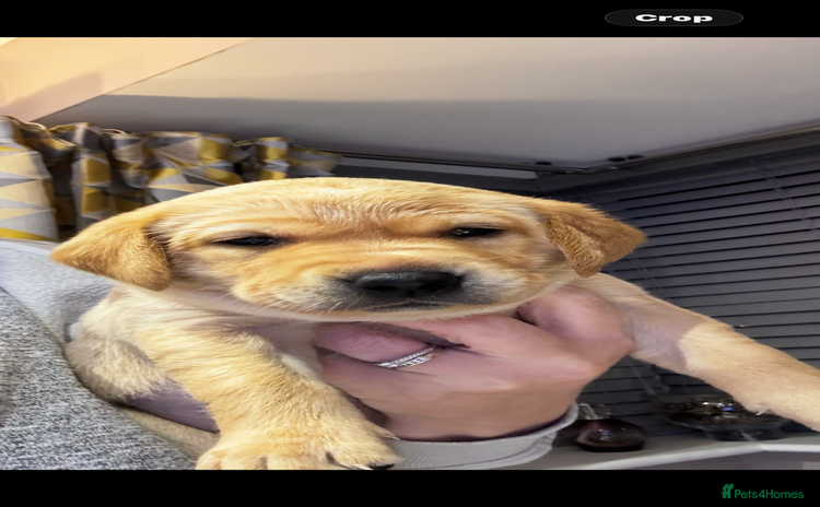 Labrador Retriever dogs Update 3 girls left 🐾 Fox Red Labrador Puppies🐾 - Advert 16