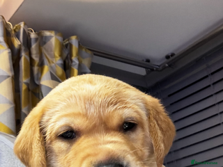 Labrador Retriever dogs Update 3 girls left 🐾 Fox Red Labrador Puppies🐾 - Advert 12