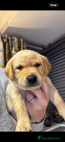 Labrador Retriever dogs Update 3 girls left 🐾 Fox Red Labrador Puppies🐾 - Advert 16
