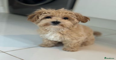 Maltipoo dogs Stunning Maltipoo puppies - Advert 1