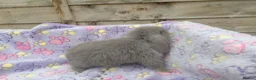 Mini Lion Lop rabbits for sale: Mini lop and mini lion lops - Advert 9