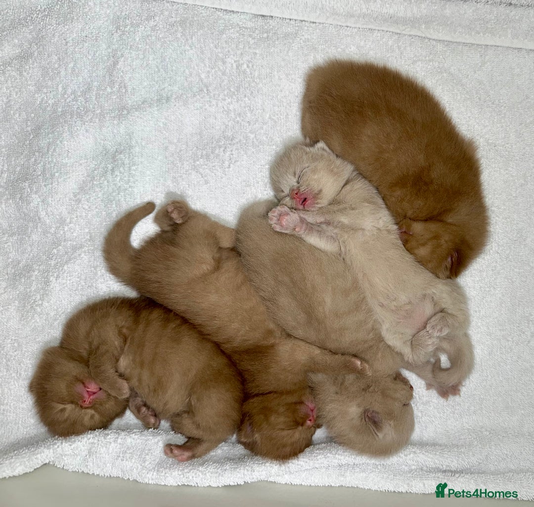 British Shorthair cats for sale: Luxury British Shorthair Kittens | Cinnamon & Fawn - Advert 25