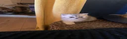 Exotic cats for sale: Exotic kittens  - Advert 12