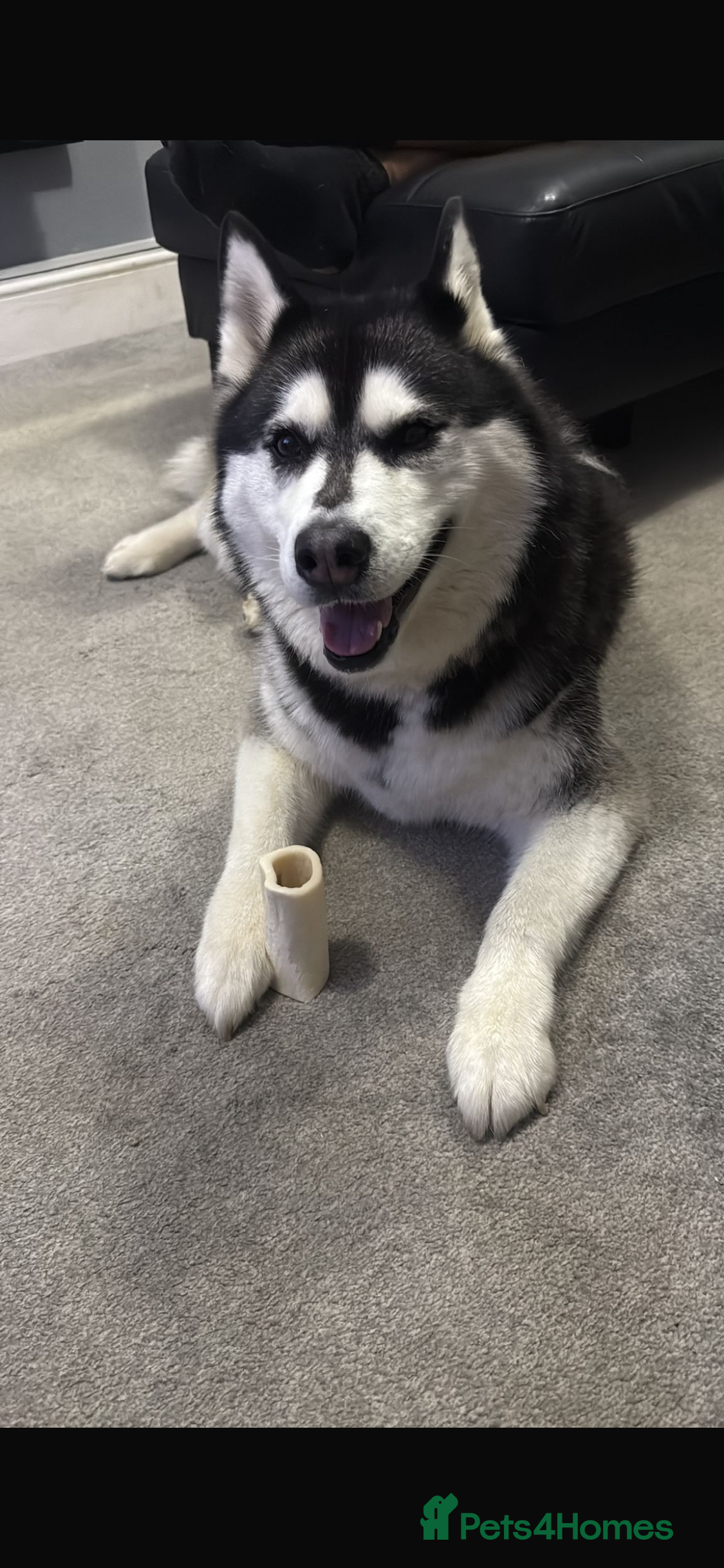 Siberian Husky dogs Siberian Husky For Sale - Advert 6