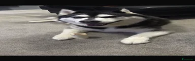 Siberian Husky