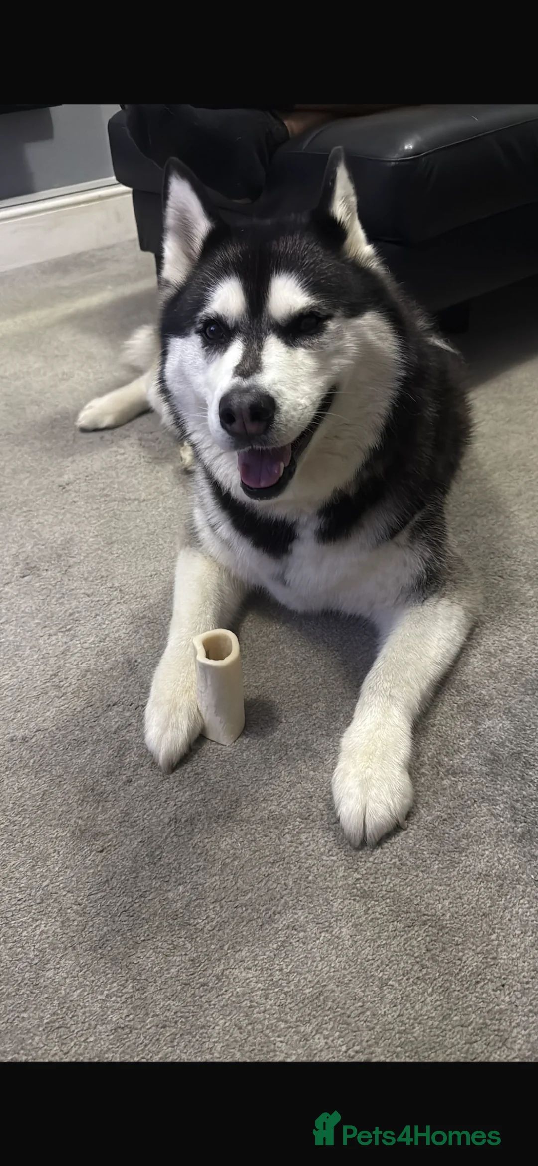 Siberian Husky dogs for sale: Siberian Husky For Sale in Brighton - Advert 1