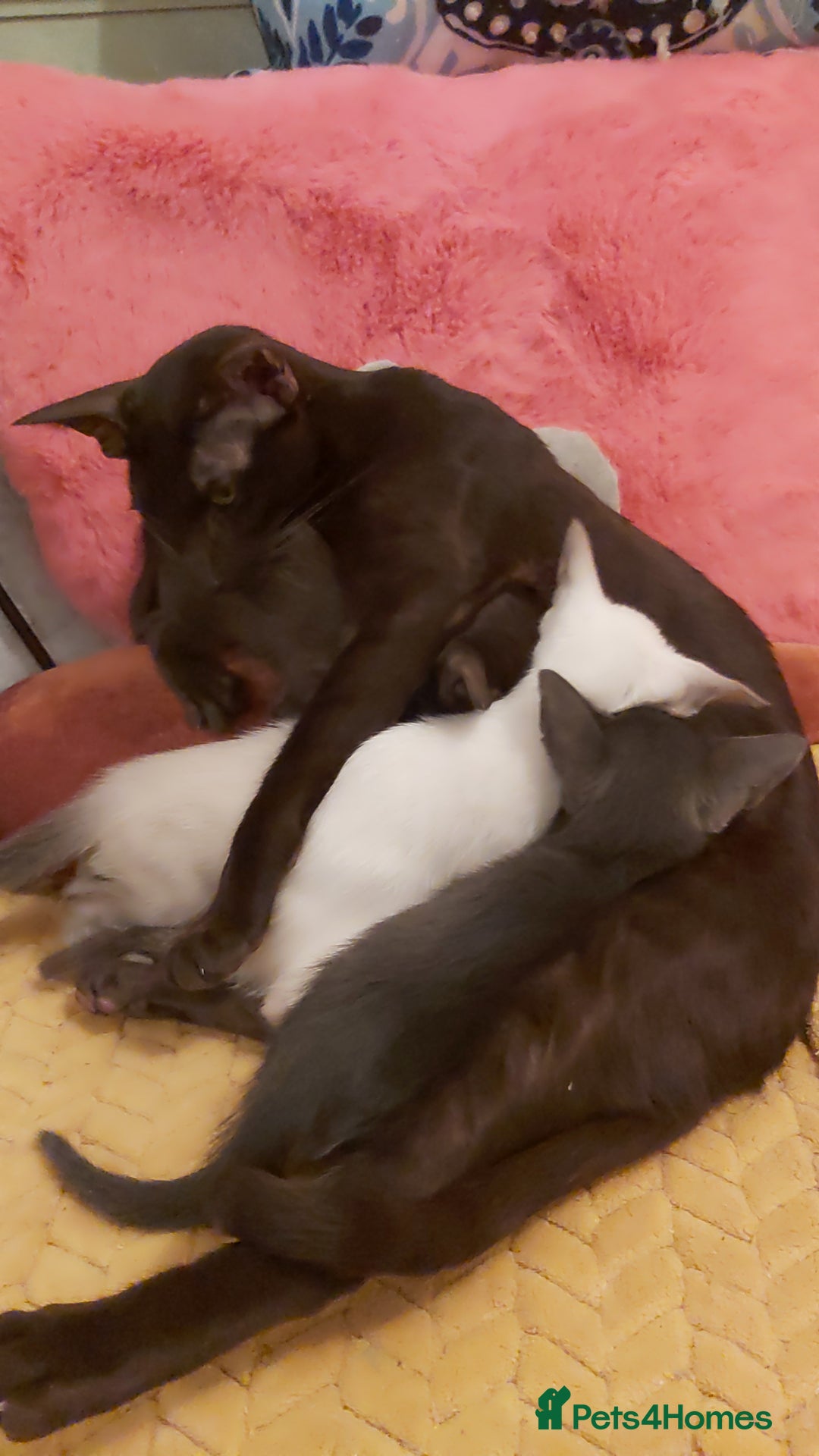Oriental cats for sale: Full Pedigree Oriental 3 Kittens XL size ears GCCF - Image 40