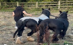 Irish Cob horses for sale: For sale 4 years mare - Image 3