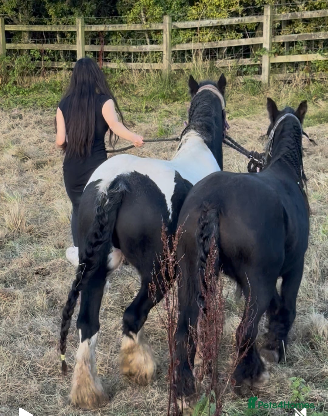 Irish Cob horses for sale: For sale 4 years mare - Image 3
