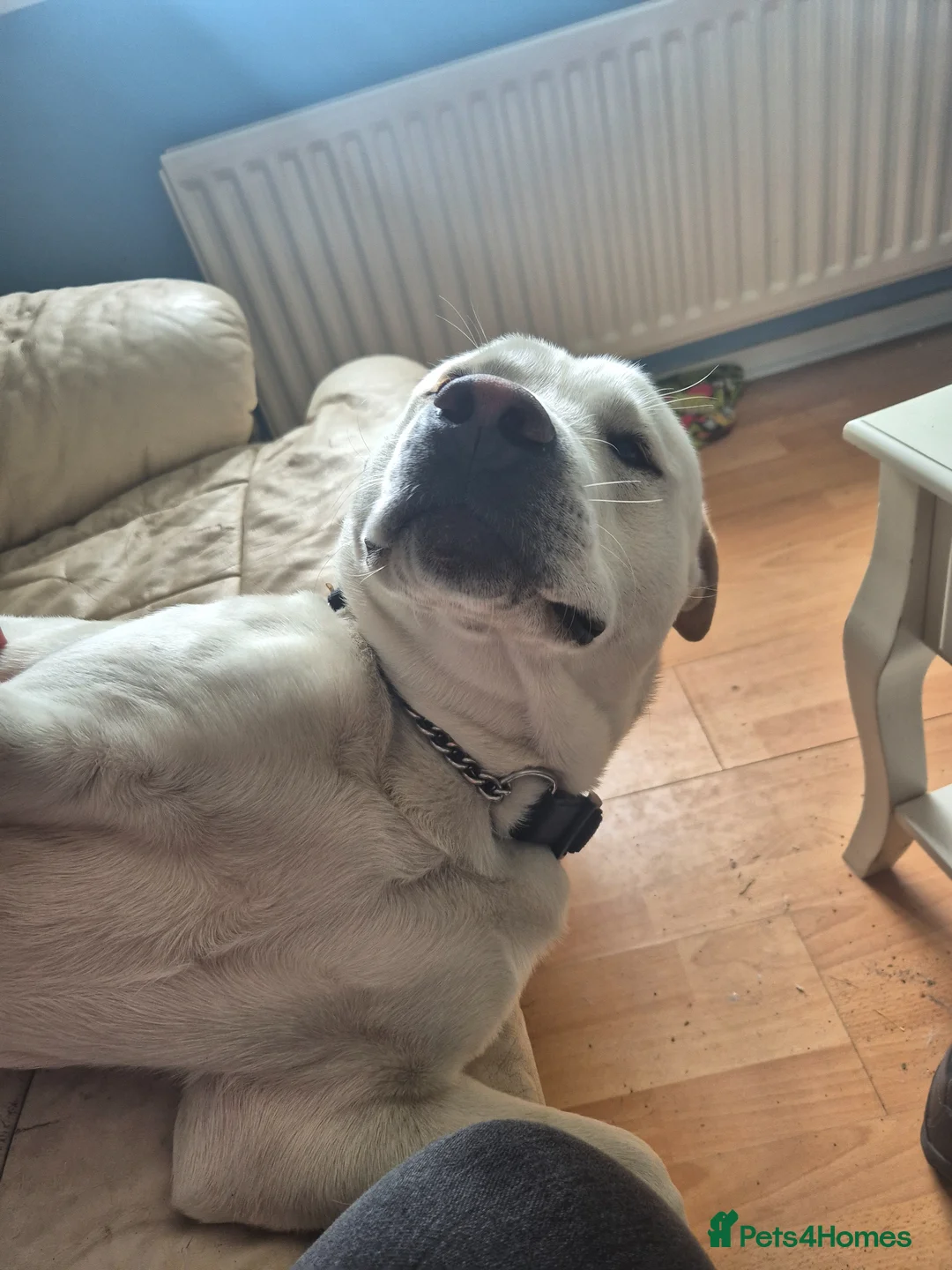 Mixed Breed dogs for sale: Duke Urgently needs a new home - Advert 5