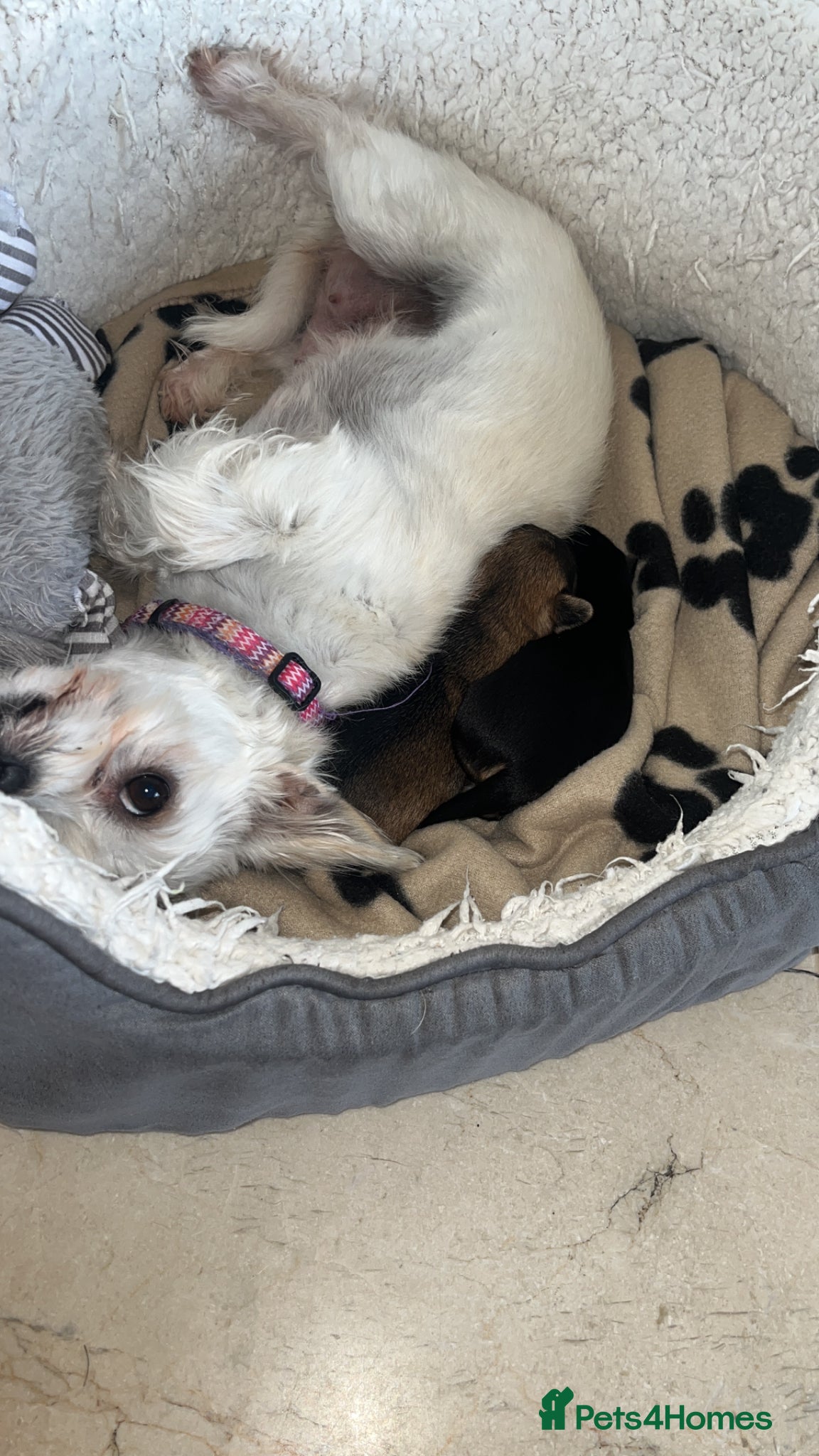Mixed Breed dogs for sale: 2 female Yorkie pups ready for their forever home  - Advert 3