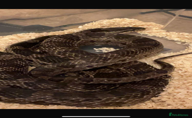 Corn Snake reptiles in Westcliff-on-Sea - Advert 1