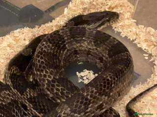 Corn Snake reptiles in Westcliff-on-Sea - Advert 11