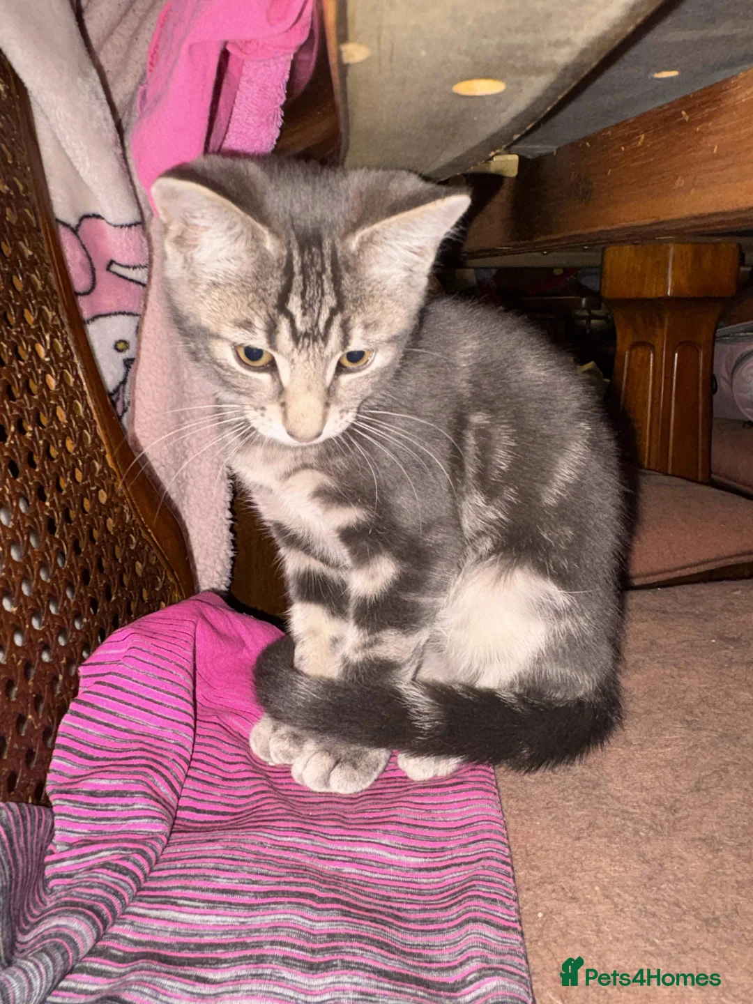 Mixed Breed cats for sale: Beautiful Kittens - Advert 2