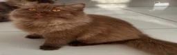 British Longhair cats for sale: Cinnamon British long hair girl 🧡🩷 - Advert 2