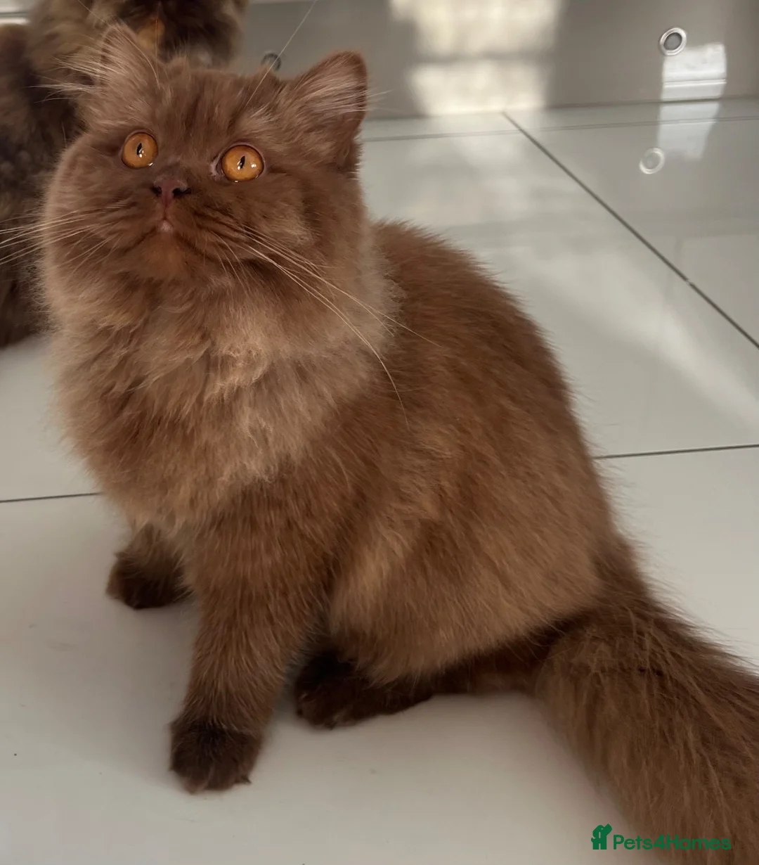 British Longhair cats for sale: Cinnamon British long hair girl 🧡🩷 - Advert 2
