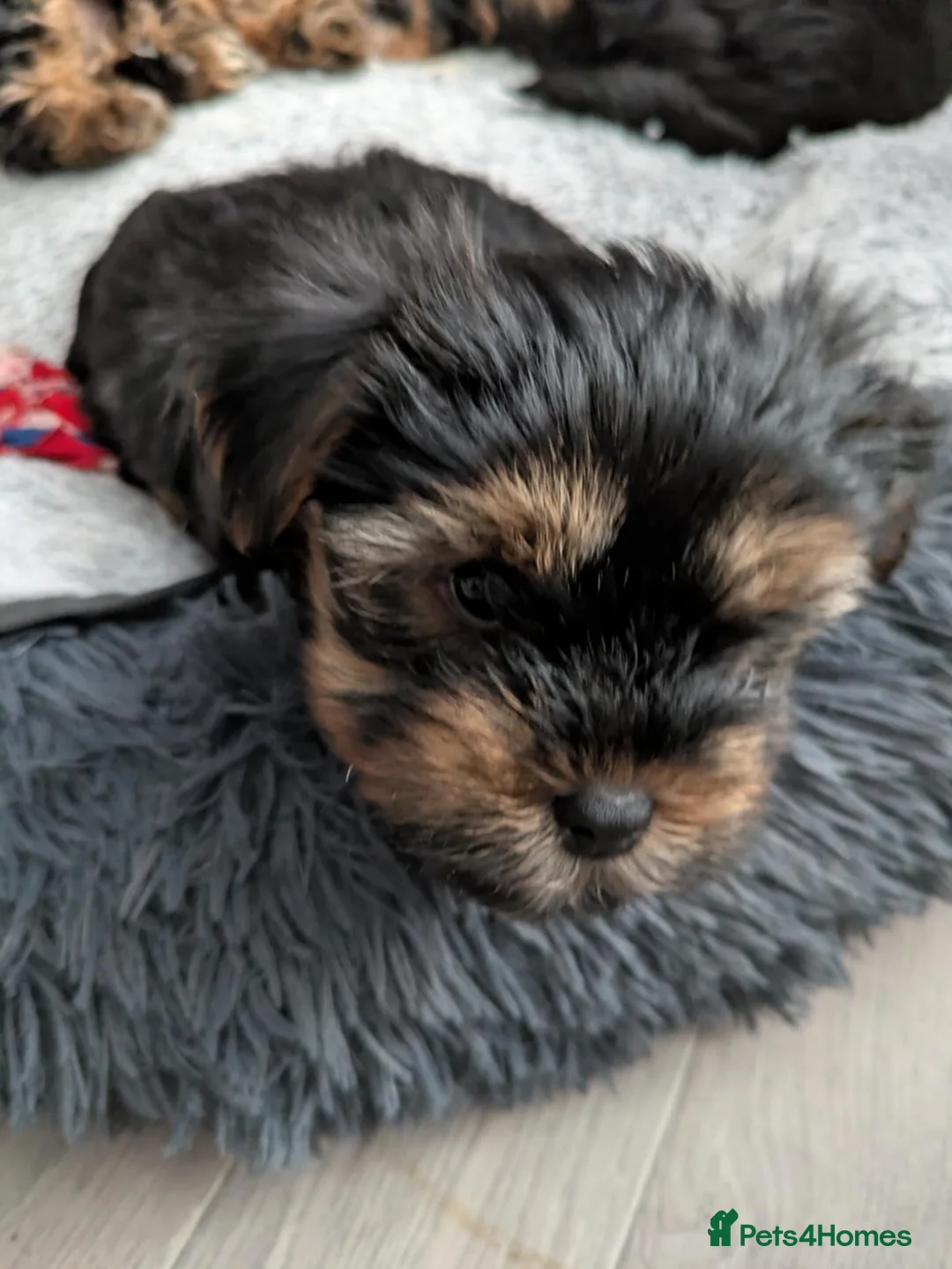 Yorkshire Terrier dogs for sale: Cute yorkies for sale - Advert 1