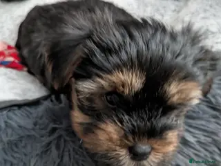 Yorkshire Terrier dogs Cute yorkies for sale - Advert 6