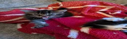 Persian cats for sale: 3 X long haired, Doll faced Persian kittens cross  - Advert 7