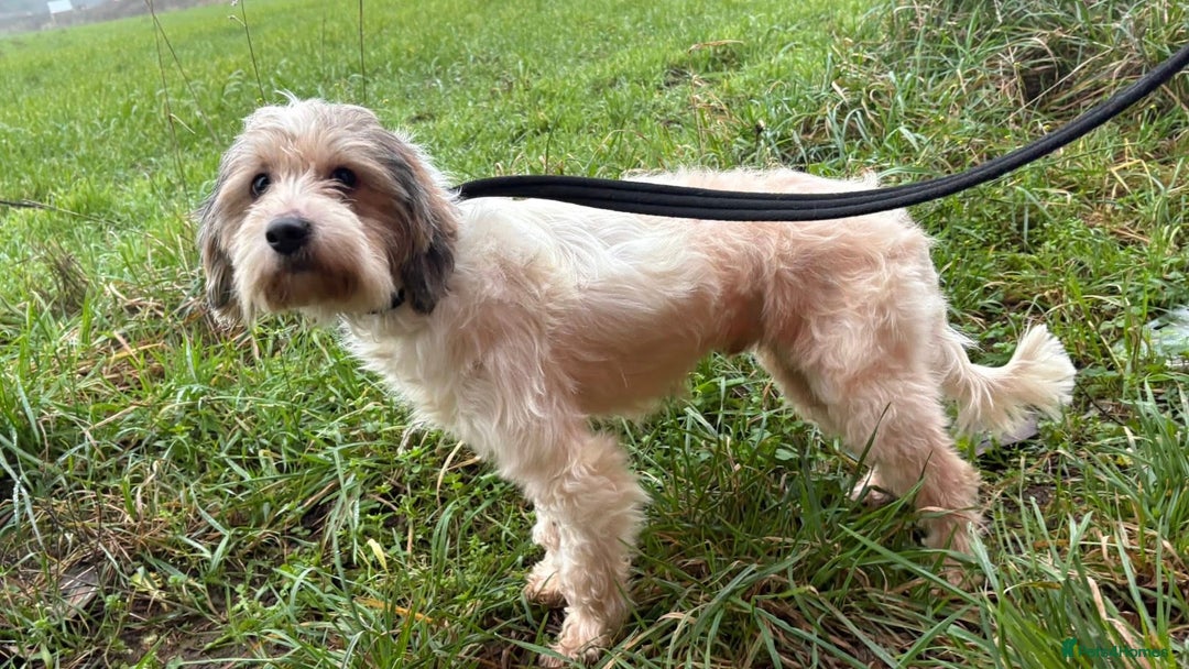 Mixed Breed dogs for adoption: Max - Hingham Norfolk  - Advert 2