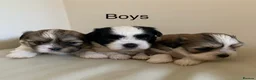 Malshi dogs for sale: Malshi puppies  - Advert 3