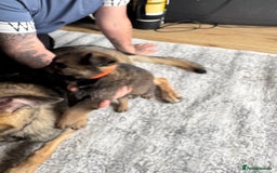 German Shepherd dogs for sale: 3 German shepherd puppies - Image 12