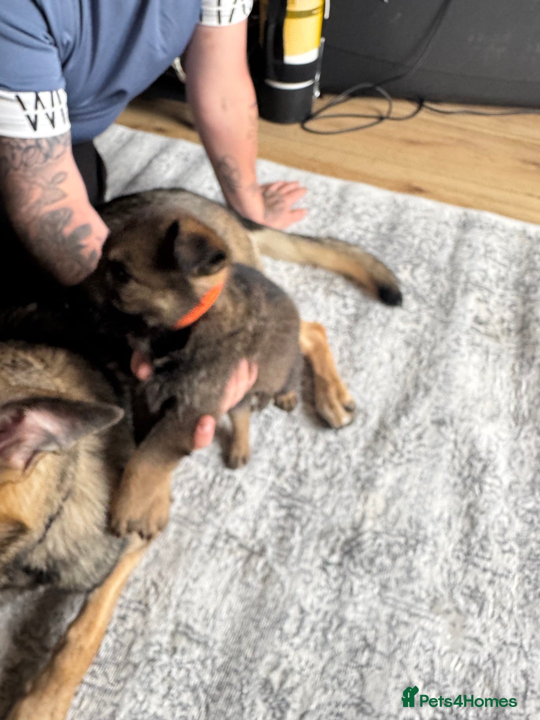 German Shepherd dogs for sale: 3 German shepherd puppies - Image 12